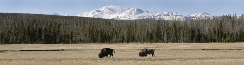 Grammar Moses: I won't buffalo you. We monkey with animal names all the time - Vimarsana News