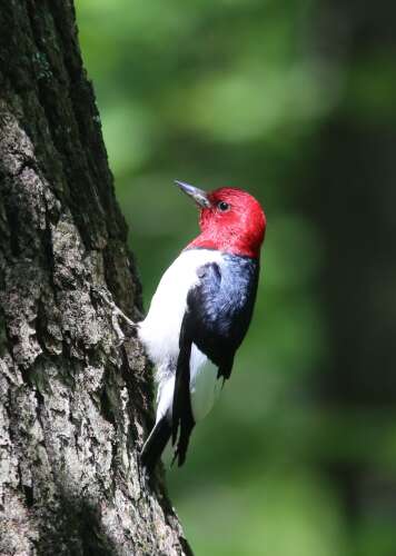 The seven woodpeckers of southern Illinois