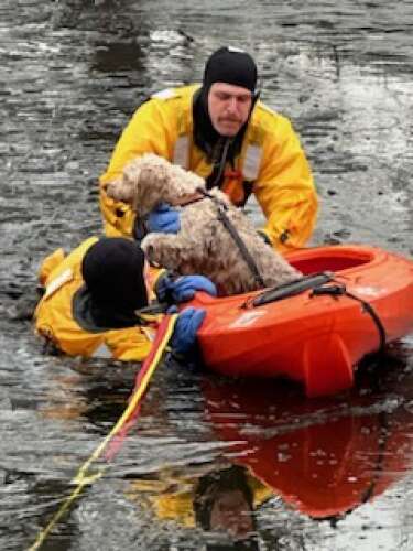 Wild goose chase leads to dog rescue - Vimarsana News