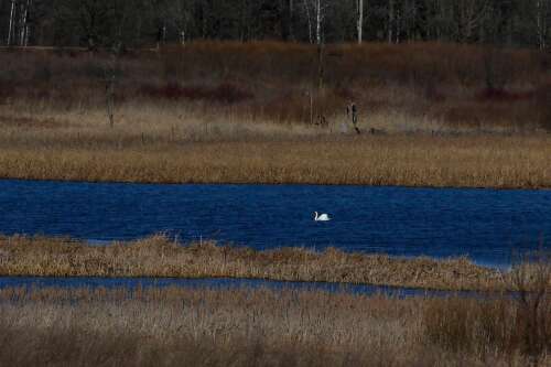 Wildlife refuge gets additional 985 acres, touted as largest open land acquisition in Chicago area in decades - Vimarsana News