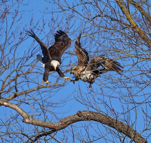 Bald Eagles Soar: Join Winter Eagle Watching Events!