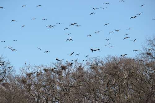 Why a small piece of land will help protect egret and heron rookery in Antioch Township