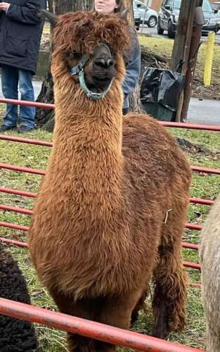 Alpaca and donkeys featured at Holy Trinity's Living Nativity - Vimarsana News