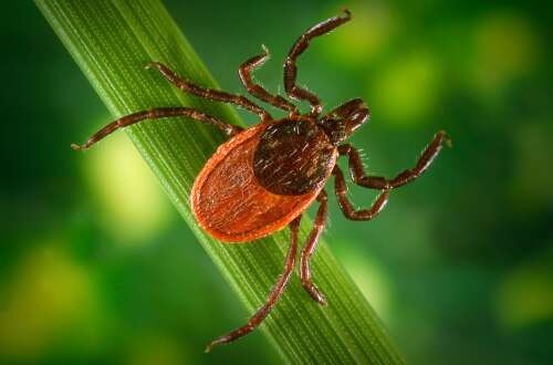 A thorough check is the key': Cooler weather approaching but ticks