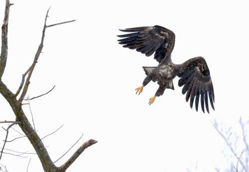 The eagles are coming! Soaring into Illinois in huge numbers, bald eagles can be spotted at several suburban locations this winter. Although only 30 to 40 pairs of bald eagles make the state their ful...