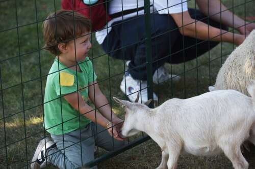 Entertainment, activities draw families to Des Plaines Fall Fest