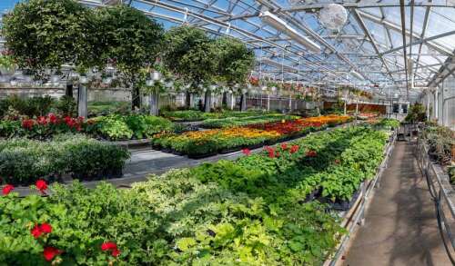 Shop the Horticulture Spring Plant Sale at the COD Greenhouse May 9-11 - Vimarsana News