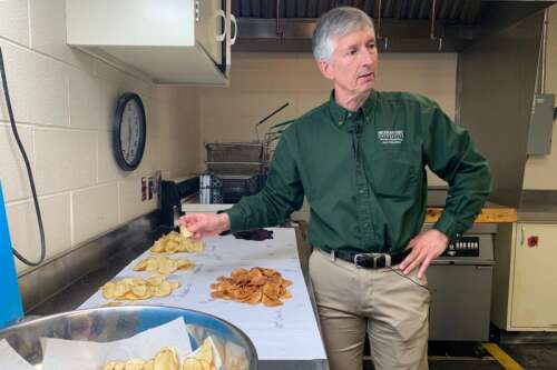 Researchers have spent decades breeding better potatoes for chips, and their work isn't done