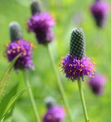 The Land Conservancy of McHenry County's spring native plant sale now open - Vimarsana News