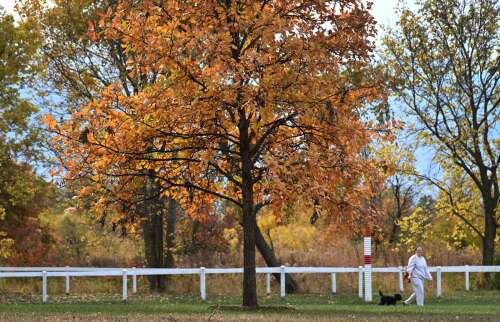 Photo Gallery: Trees show off their fall color splendor