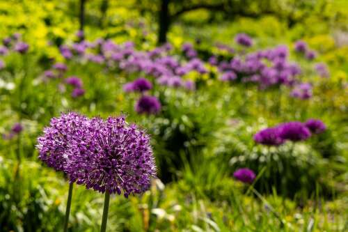 time-to-order-spring-flowering-bulbs