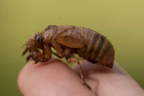 Invaders from underground are coming in cicada-geddon. It's the biggest bug emergence in centuries - Vimarsana News