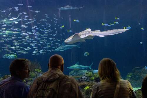 Shedd Aquarium helping to reintroduce endangered sharks to native habitat