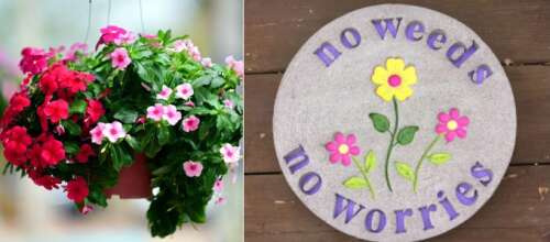 Water Street Naperville to host plant sale to benefit We Grow Dreams - Vimarsana News