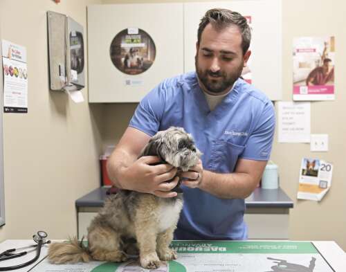 Should suburban pet owners fear screwworm's return? Here's what experts say