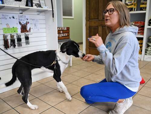 As facilities fill up, advocates call for regional center for stray pets - Vimarsana News