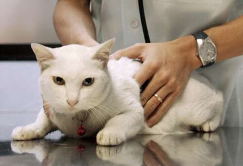 Despite minimal risks so far, bird flu precautions wise for pets, cats especially