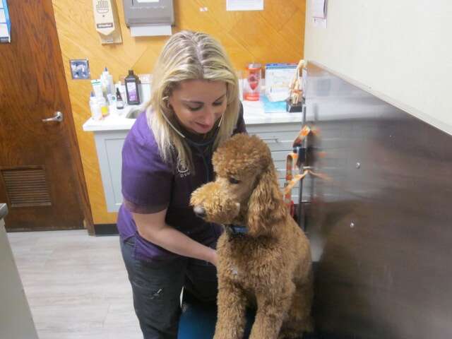 Glen oak dog and cat hospital outlet