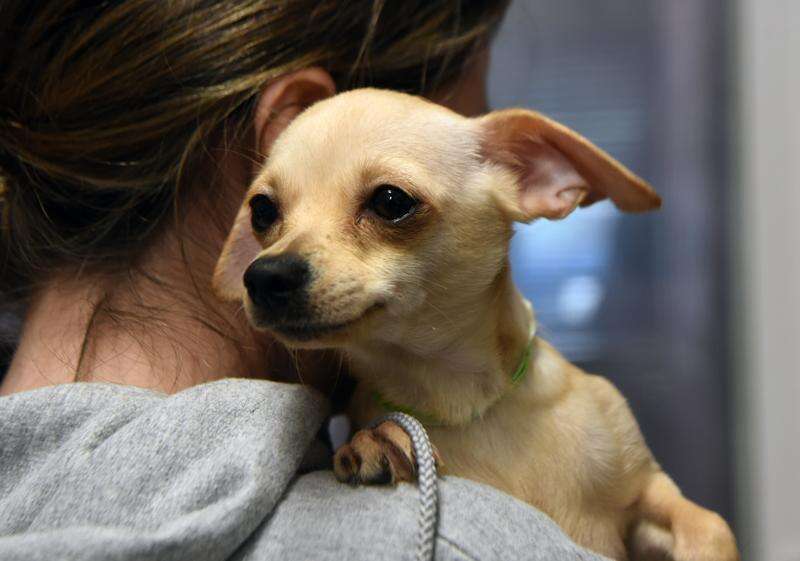 Chihuahua rescue north new arrivals west