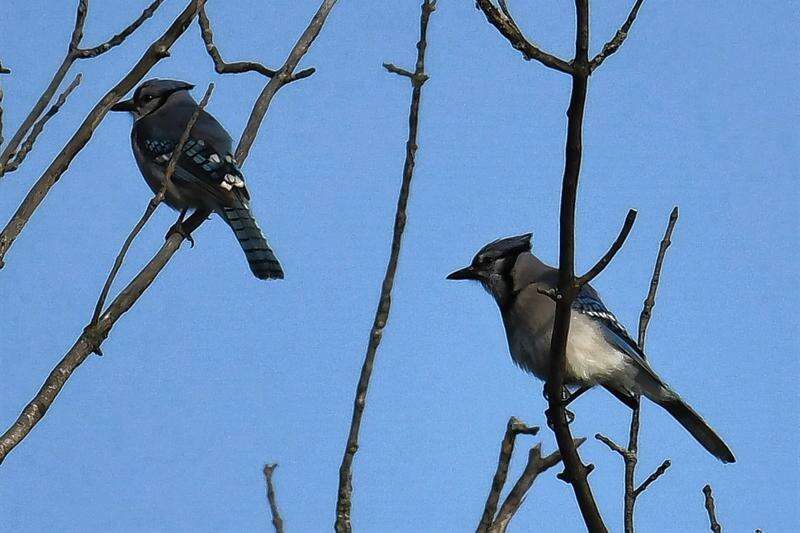 Meet the Blue Jay