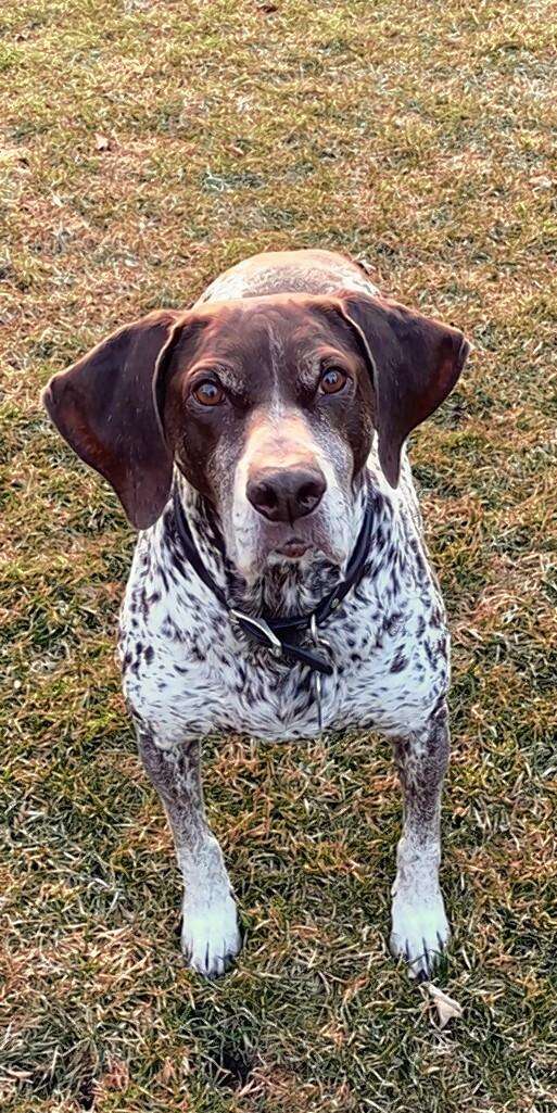 German shorthaired pointer shoes outlet