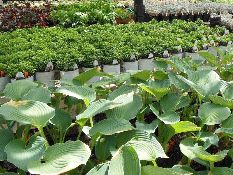 Things to do April 26May 2 Tulip fests, Long Grove Craft Beer Fest
