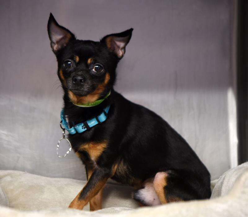 Indiana chihuahua best sale rescue