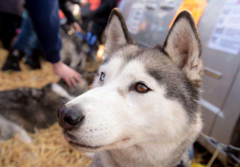 Morton arboretum dog day sales