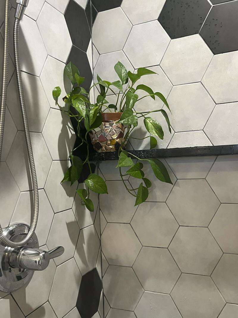 The bathroom’s an ideal place for many houseplants. Some are even happy in the shower