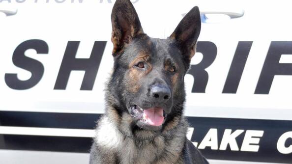 A statue is proposed to honor Lake County sheriff’s canine Dax, who was injured while chasing a suspect in early March and euthanized two days after a public retirement ceremony in April.
