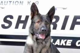 A statue is proposed to honor Lake County sheriff’s canine Dax, who was injured while chasing a suspect in early March and euthanized two days after a public retirement ceremony in April.
