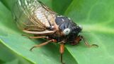Krist Schroeder found a blue-eyed cicada on Monday at St. James Farm Forest Preserve near Warrenville.