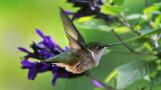 Hummingbirds like this one have popped up around the suburbs in the past few days.