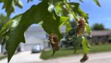The cicadas that have begun to emerge around the suburbs are the focus of contests and events now open to the public.
