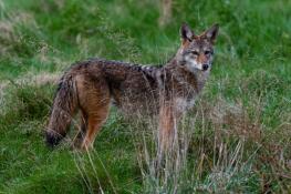 House Bill 2900, which would ban contests that reward the killing of “fur-bearing mammals,” is unlikely to move before lawmakers adjourn this month, according to its Senate sponsor. Much of the debate on the measure in the House centered on coyote hunting contests.