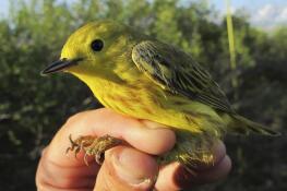 The yellow warbler is one of hundreds of bird species making their way along the Mississippi and Lake Michigan corridor for the spring migration.