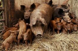 Sows and their piglets have outdoor access at Arnold’s Farm in Elizabeth near Galena.