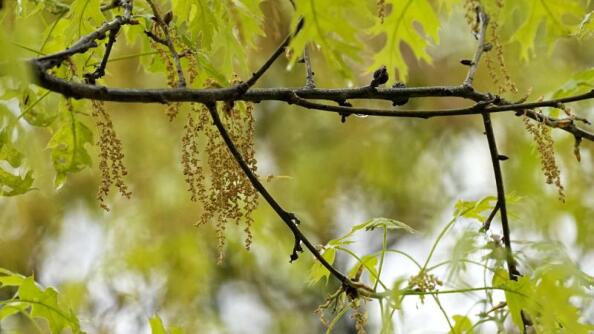 Pollen hangs from an oak tree. There are three main types of pollen. Earlier in the spring, tree pollen is the main culprit. After that grasses pollinate, followed by weeds in the late summer and early fall.