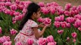 The Richardson Farm Tulip Festival is in full bloom in Spring Grove.