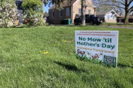Homeowners like these in Westmont who delay or reduce mowing their lawns in early spring provide opportunities to improve the environment, even if such efforts have a minimal direct impact.