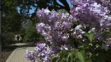 Lilac Time continues through Sunday, May 19, in Lilacia Park in Lombard, with events including kids’ day on Saturday, May 11, and a Mother’s Day concert on Sunday, May 12.