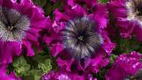 Superbissima Wine Red petunias have frilly edges and veined centers and measure up to 6 inches wide.