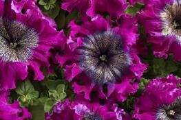 Superbissima Wine Red petunias have frilly edges and veined centers and measure up to 6 inches wide.