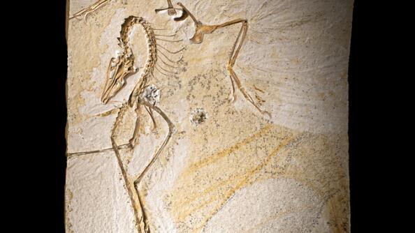 An exhibit of the Chicago Archaeopteryx, the earliest known bird, opens to the public at the Field Museum Tuesday.