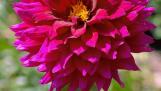 The Central States Dahlia Society’s annual Dahlia Plant Sale continues from 10 a.m. to 4 p.m. Sunday, May 5, at the Chicago Botanic Garden.