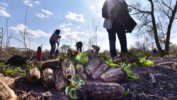 Volunteers plant native plants like St. John’s wort for Earth Day at Pederson Preserve in Barrington.