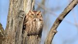This red-morph Eastern Screech Owl was found napping at a preserve in Wheaton. The species is common but seldom seen.