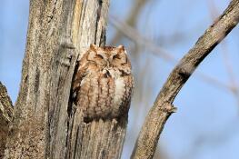 This red-morph Eastern Screech Owl was found napping at a preserve in Wheaton. The species is common but seldom seen.