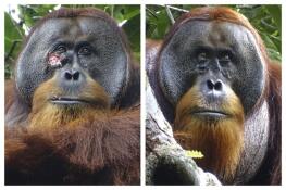 This combination of photos provided by the Suaq foundation shows a facial wound on Rakus, a wild male Sumatran orangutan in Gunung Leuser National Park, Indonesia, on June 23, 2022, two days before he applied chewed leaves from a medicinal plant, left, and on Aug. 25, 2022, after his facial wound was barely visible.