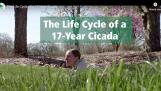 In a video posted to the DuPage County Forest Preserve’s social media, forest preserve employees act out cicada life stages, complete with costumes and big, red, 3D-printed eyes.